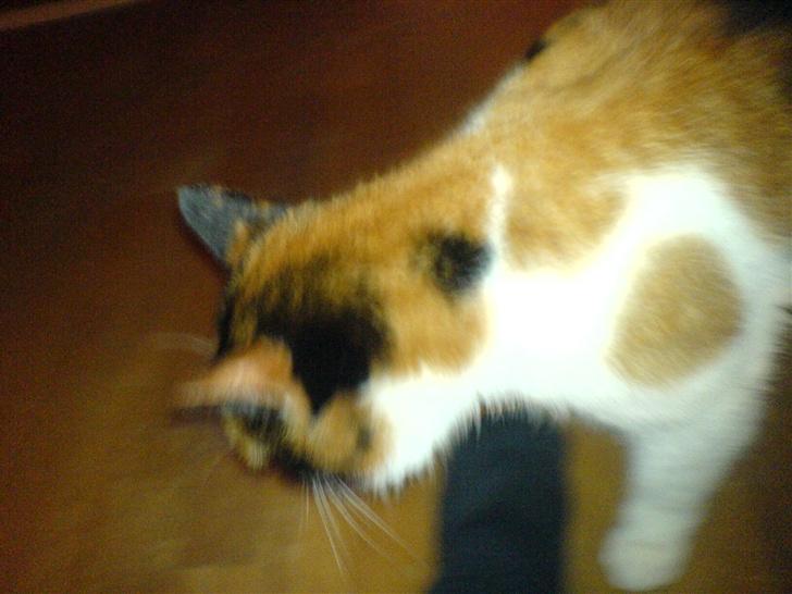 Huskat snofy billede 2