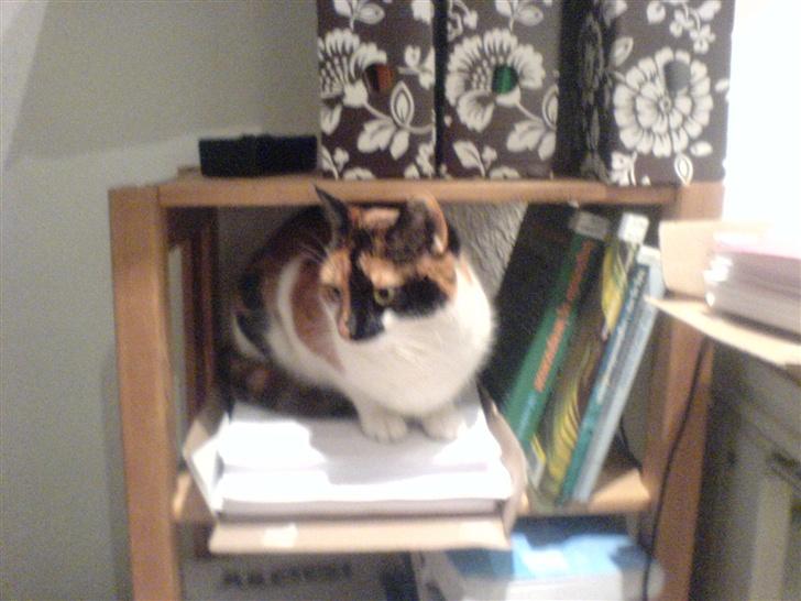 Huskat snofy - sej seng billede 3