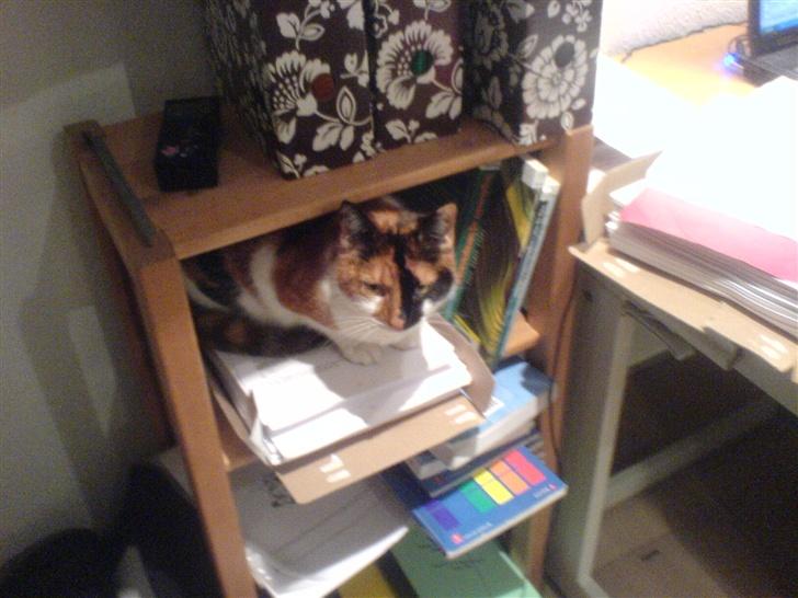 Huskat snofy billede 4