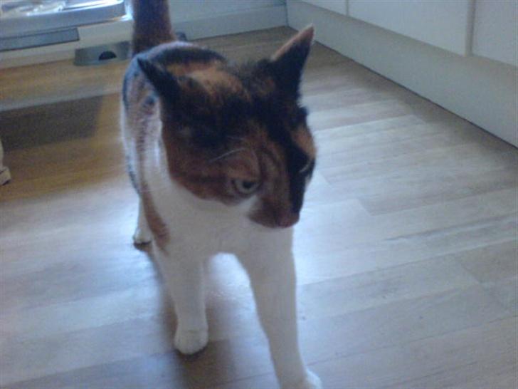 Huskat snofy - snofy på liste tå billede 5