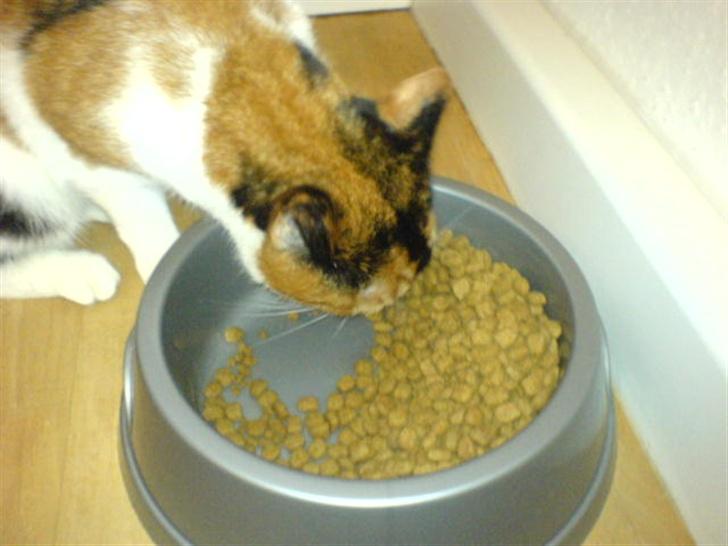 Huskat snofy - spiser billede 6