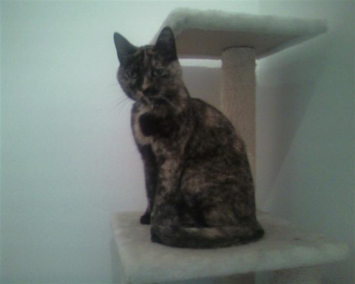 Huskat Darling - så sidder prinsessen på sin faste plads og troner :) billede 1