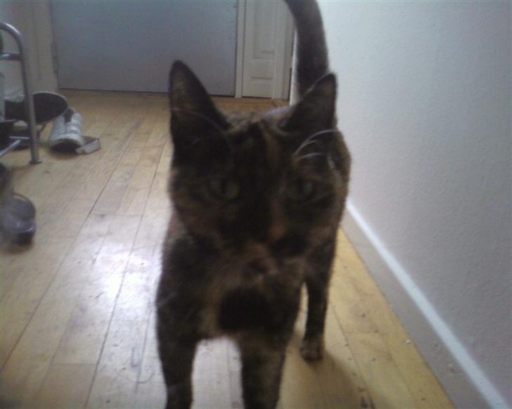 Huskat Darling - nysgerrige Darling billede 2