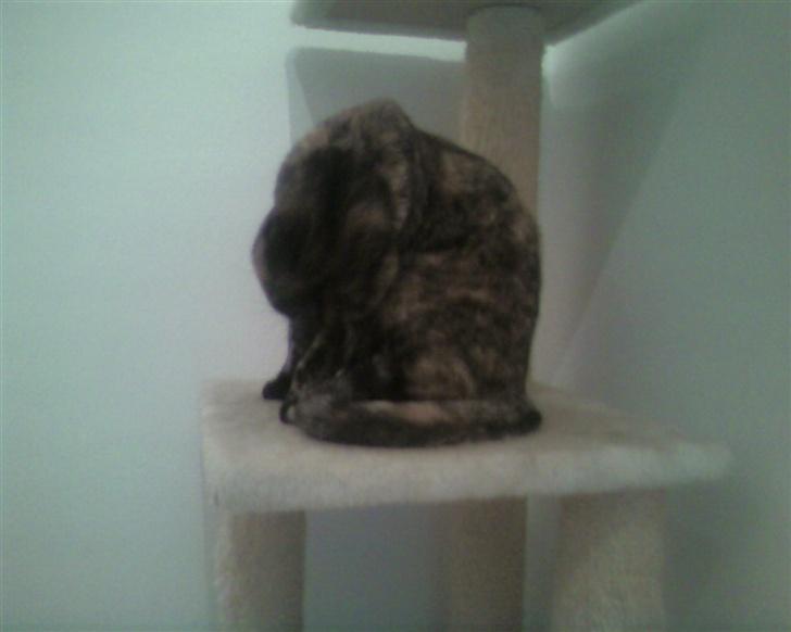 Huskat Darling - vaskes lidt, skal jo være 100 procent ren altid billede 3