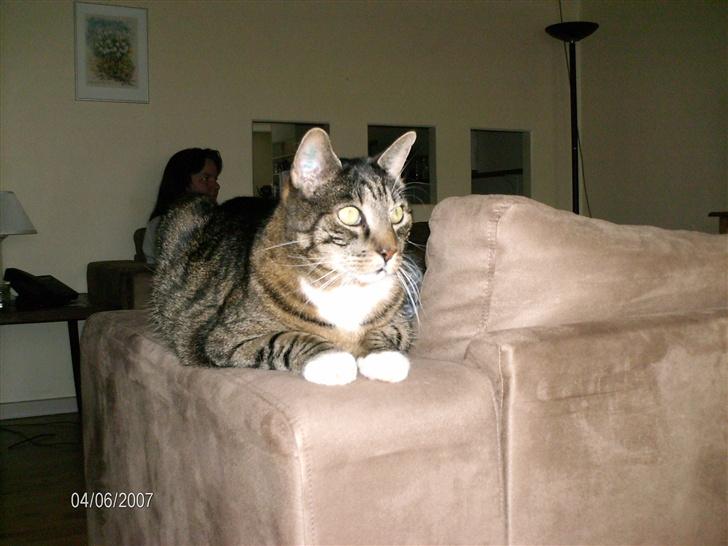 Huskat Bølle † - Bølle slapper af på sofaens armlæn. billede 10
