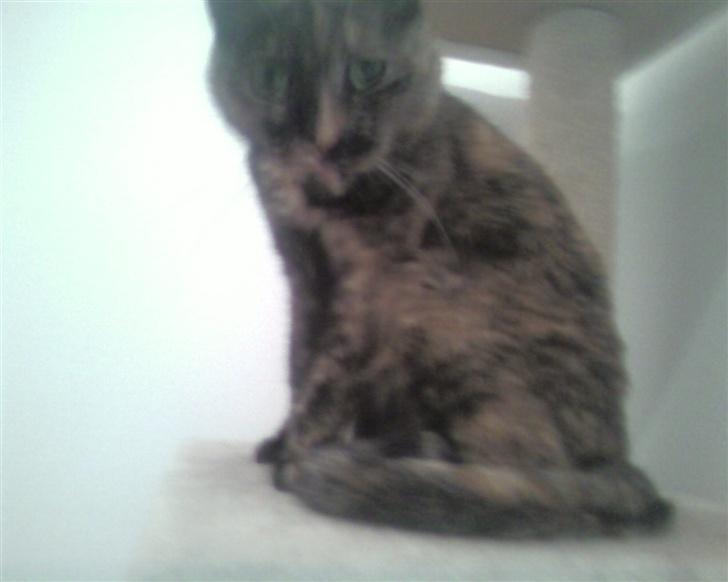 Huskat Darling - lidt nysgerrig er man jo altid billede 4