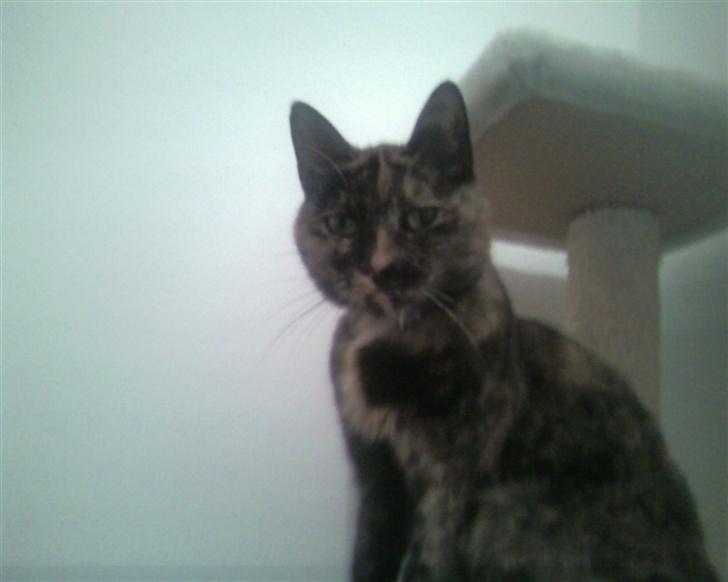 Huskat Darling - :) billede 5