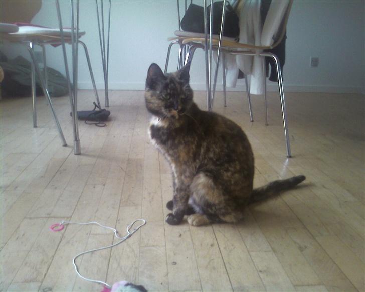 Huskat Darling - :) billede 6