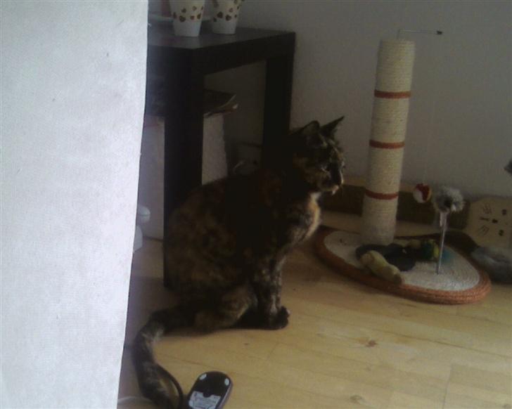 Huskat Darling - :) billede 7