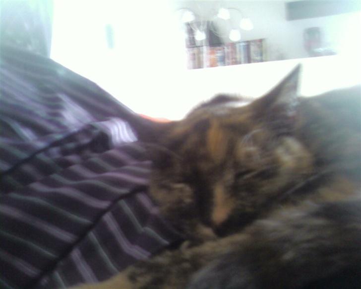 Huskat Darling - putter og sover billede 8