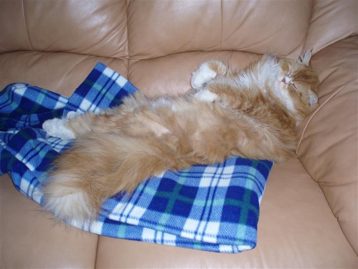 Blanding af racer dolph billede 1