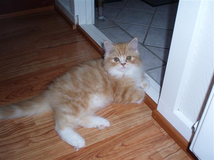 Blanding af racer dolph billede 2