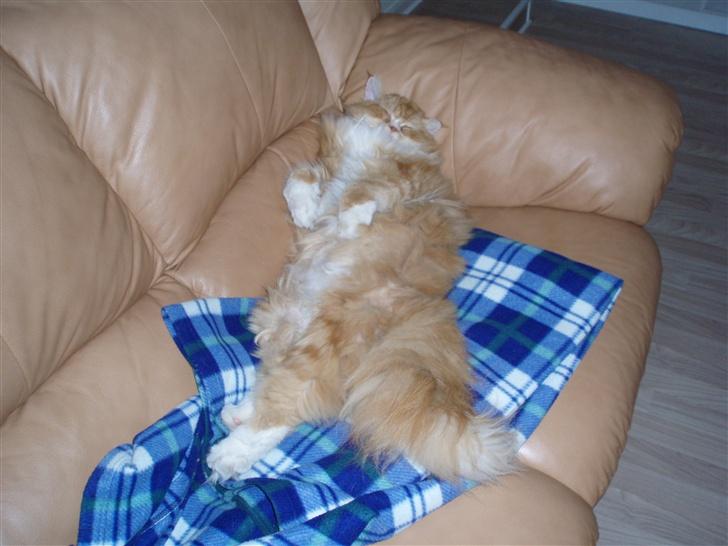 Blanding af racer dolph billede 3