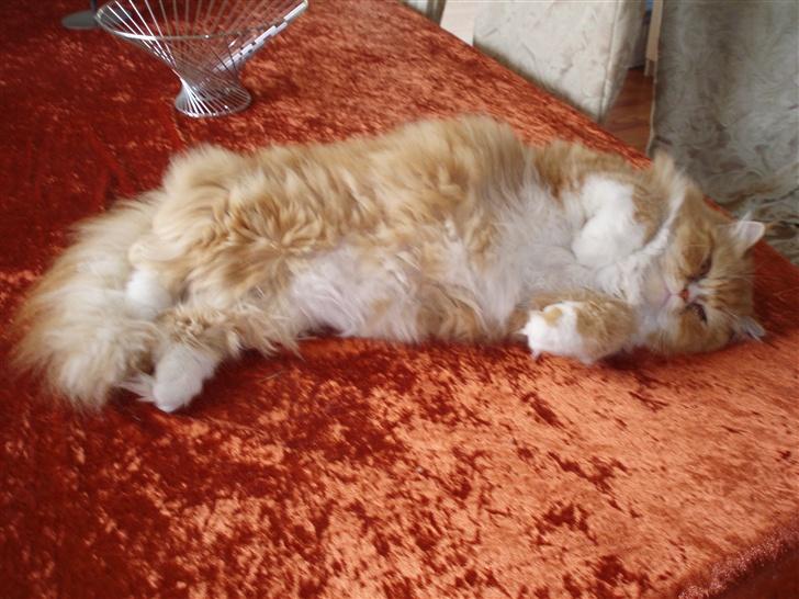 Blanding af racer dolph billede 4