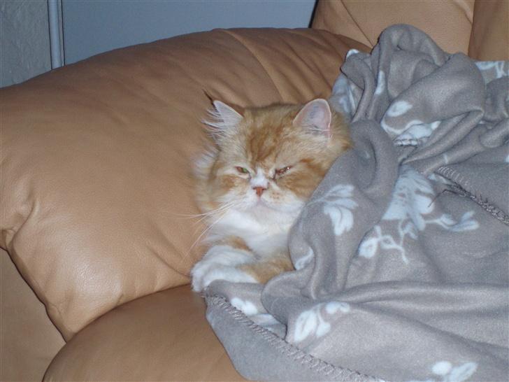 Blanding af racer dolph billede 5