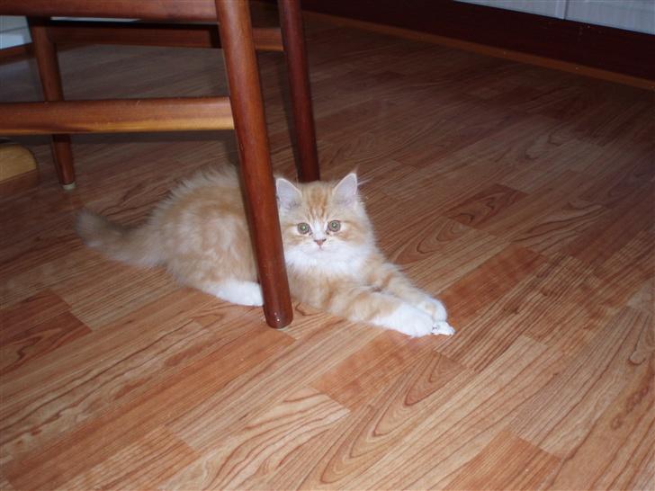 Blanding af racer dolph billede 6