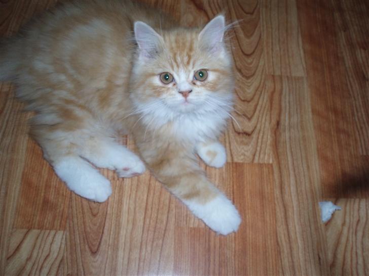 Blanding af racer dolph billede 7