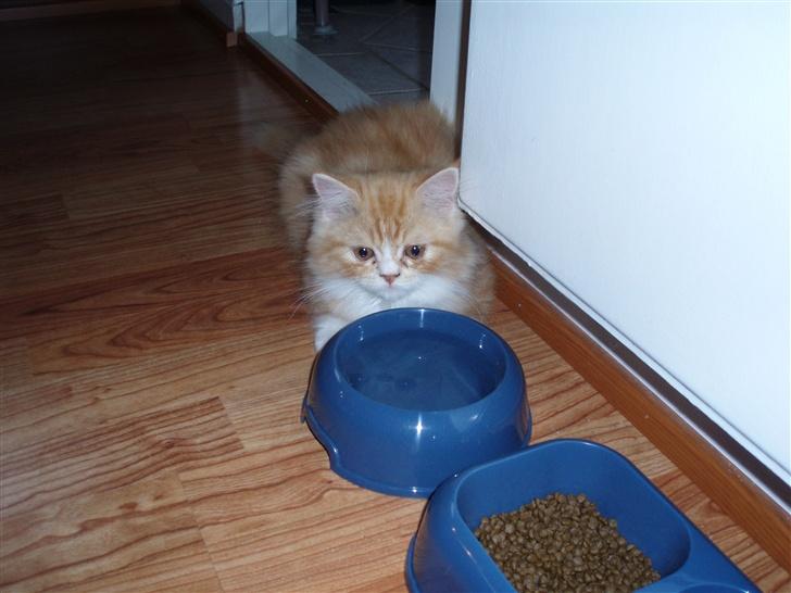 Blanding af racer dolph billede 8