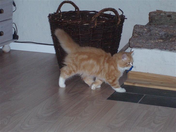 Blanding af racer dolph billede 9