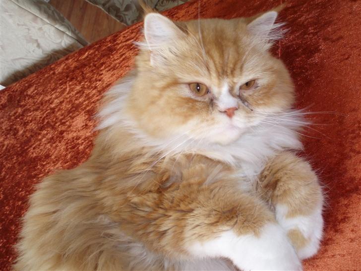 Blanding af racer dolph billede 10