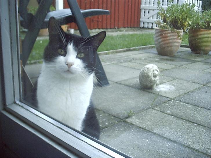 Blanding af racer TIGO billede 1