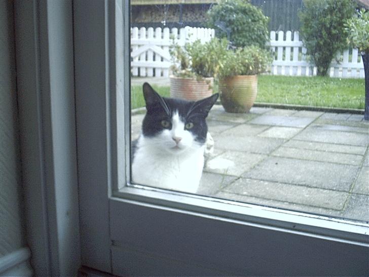 Blanding af racer TIGO billede 2