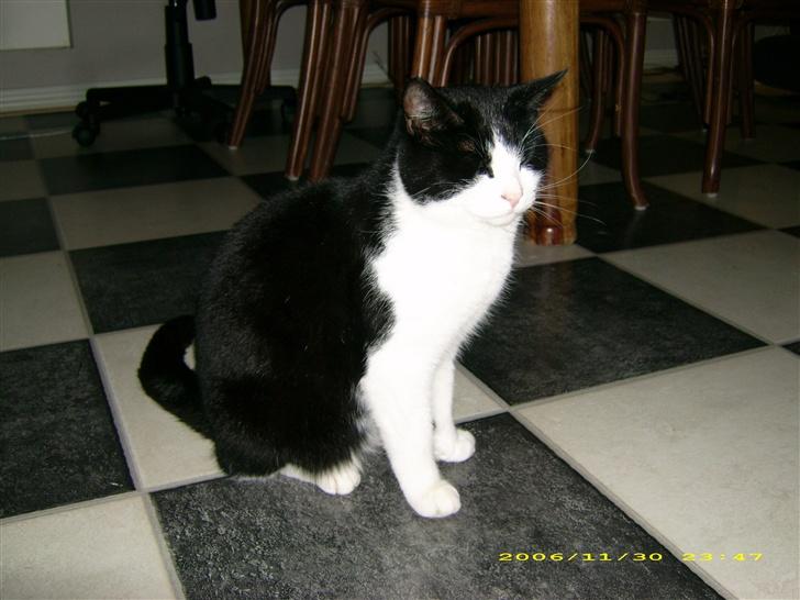 Blanding af racer TIGO billede 3