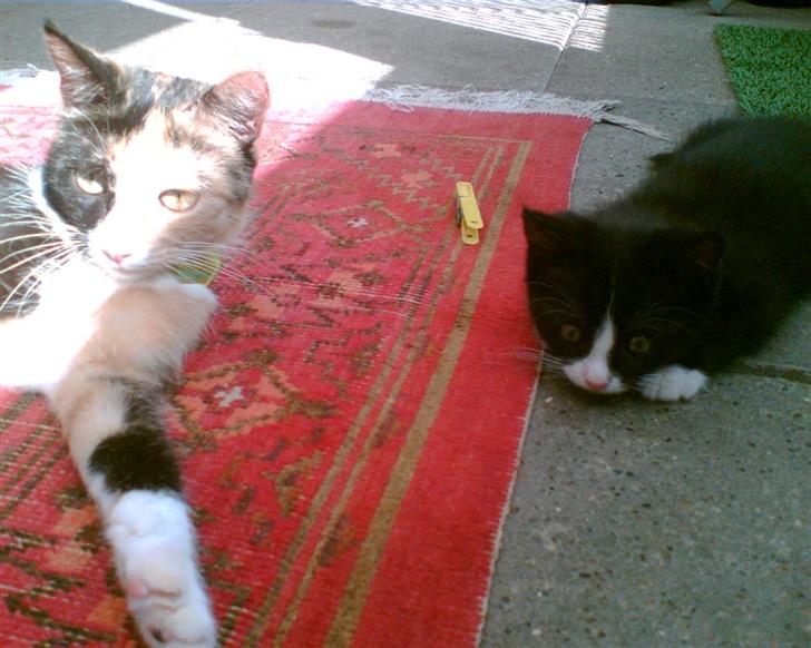 Huskat Trunte *R.I.P* - Trunte og hendes mor Pjuske billede 19