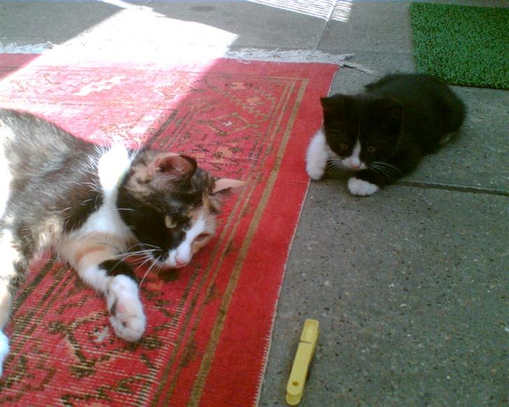 Huskat Trunte *R.I.P* - Trunte & Pjuske billede 20