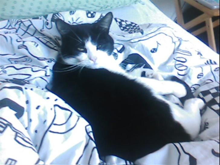 Blanding af racer TIGO billede 4