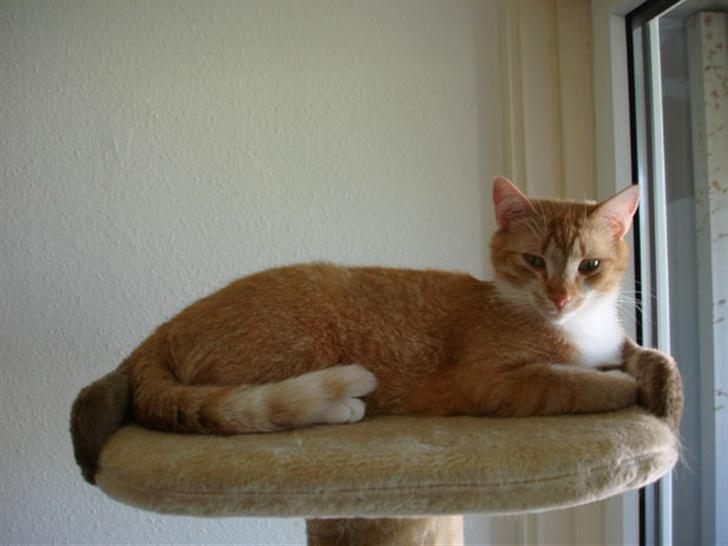 Huskat Sophie - Sophie billede 1