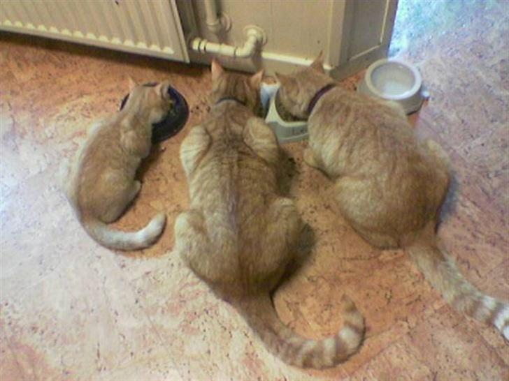 Huskat Sophie - Spisetid! Sammen med mine to brødre... (det er mig længst til venstre) billede 2