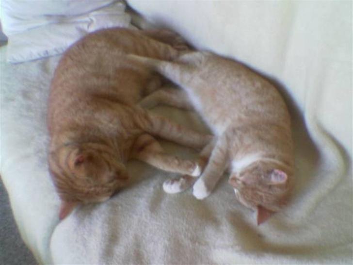 Huskat Sophie - Sofaslummer sammen med Lenin billede 3