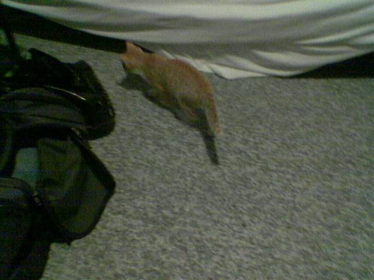 Huskat Sophie - Måske er der en mus under sengen... billede 4