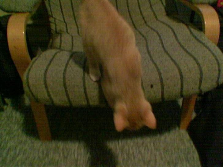 Huskat Sophie - Jeg skal nok bevæge mig så meget at det bliver umuligt at tage et billede af mig... billede 5