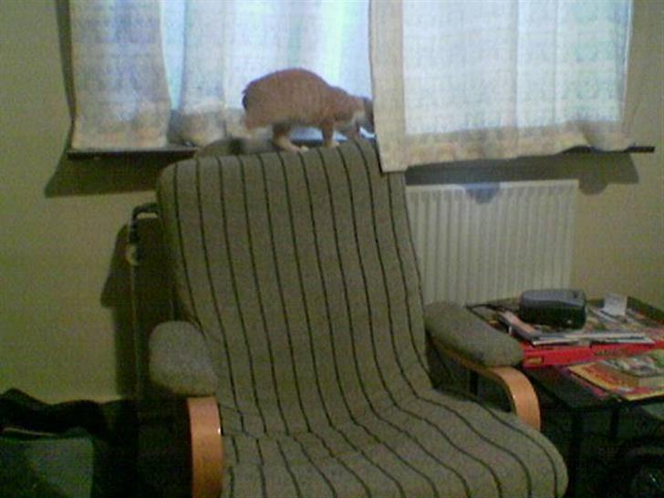 Huskat Sophie - Kan man ballancere her? billede 6