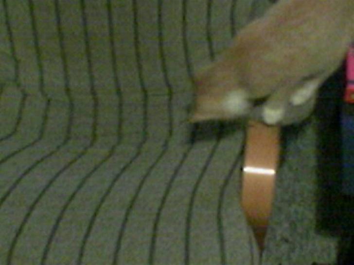 Huskat Sophie - -eller her?? billede 7