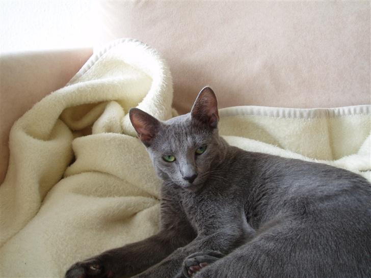 Russian Blue Lucky Luke - Ups... vækkede jeg dig Lucky ?? billede 14