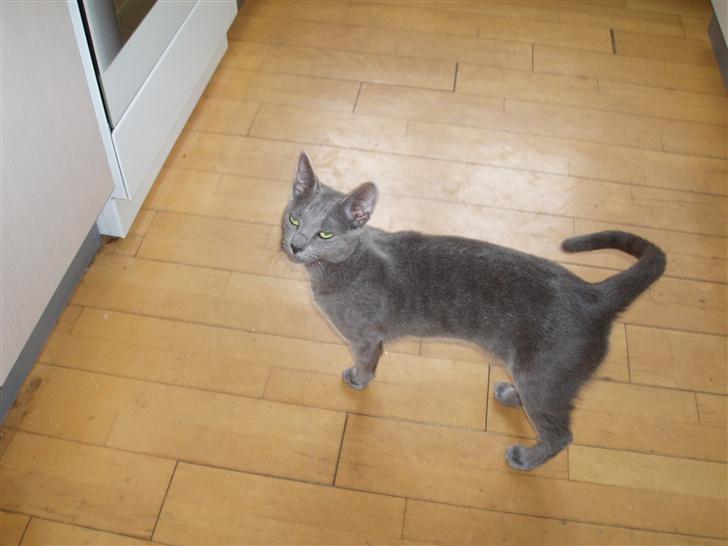 Russian Blue Lucky Luke - Venter på mad... billede 16