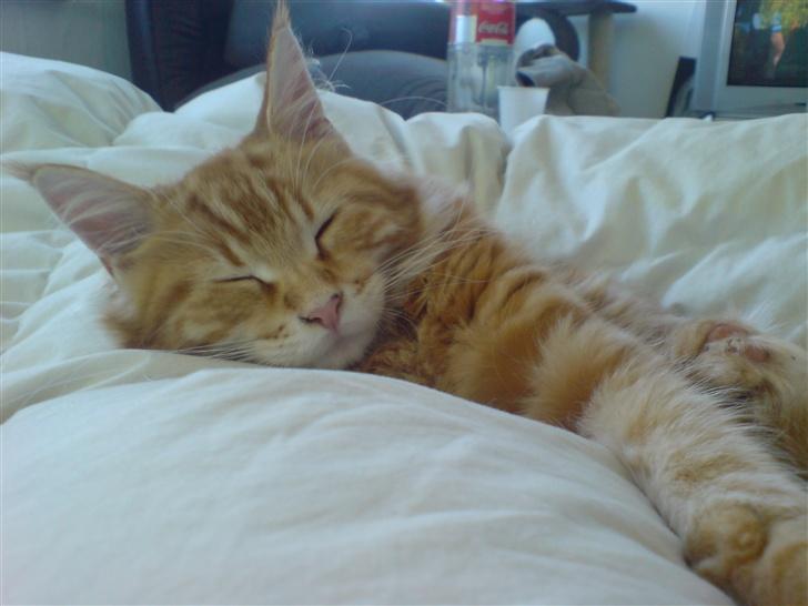 Maine Coon Oskar  billede 12