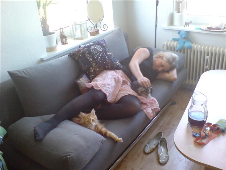 Maine Coon Oskar  billede 13