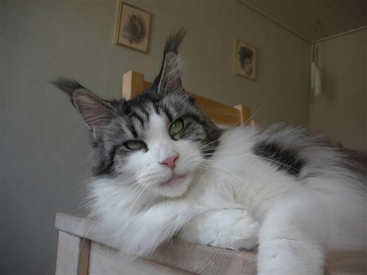 Maine Coon Coon Danica's Sex Bomb  - Sex Bomb, 31-8-10. 3 år og 3 mdr billede 1