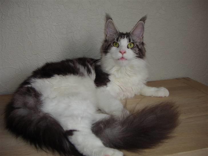 Maine Coon Coon Danica's Sex Bomb  - Sex Bomb,31-3-08 billede 2