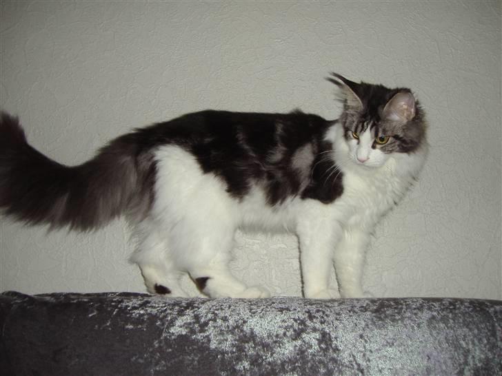 Maine Coon Coon Danica's Sex Bomb  - Sex Bomb,7 mdr billede 3