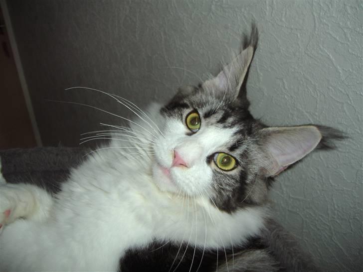 Maine Coon Coon Danica's Sex Bomb  - Sex Bomb, 7 mdr billede 4