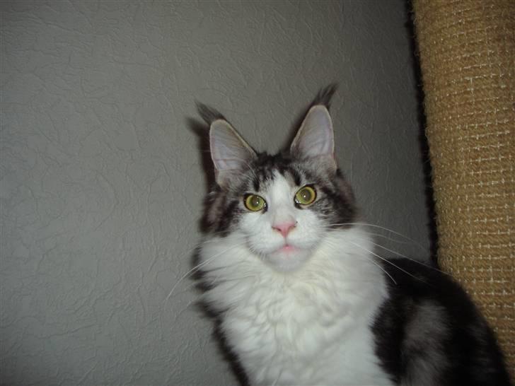 Maine Coon Coon Danica's Sex Bomb  - Sex Bomb, 7 mdr billede 5