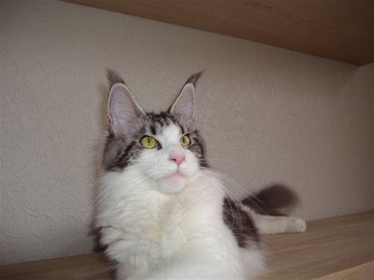 Maine Coon Coon Danica's Sex Bomb  - Sex Bomb, 10,5 mdr billede 6