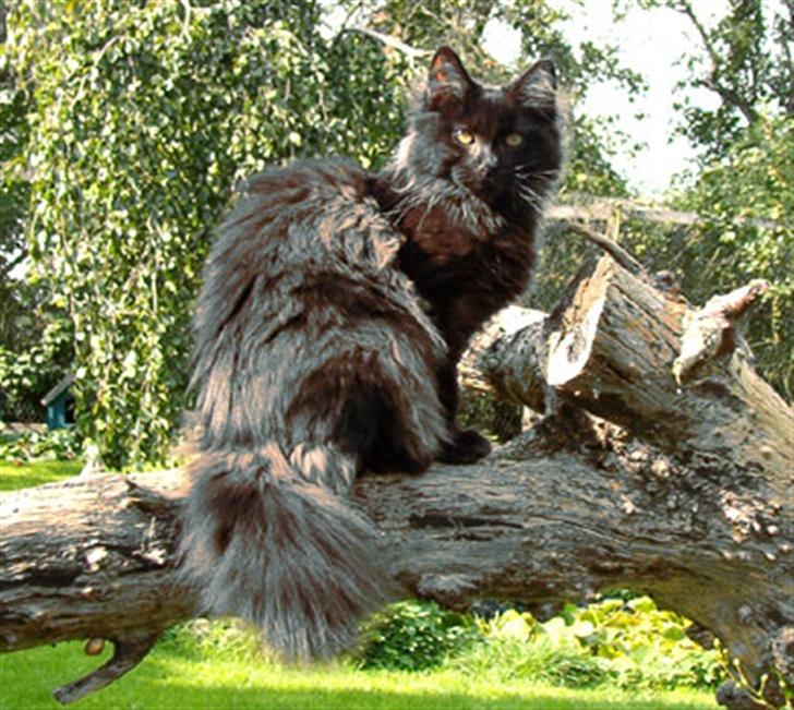 Maine Coon Bebee Bobtail † -  - Se min flotte pom´pom billede 1