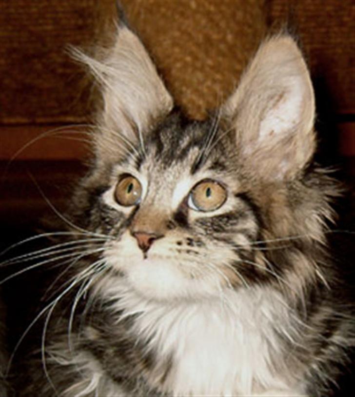 Maine Coon Adonia † - Himmelvendte øjne billede 3
