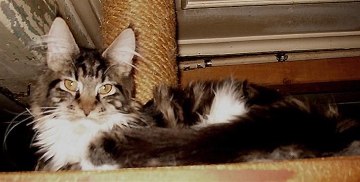 Maine Coon Adonia † - Teen-ager og alligevel sød og artig billede 6